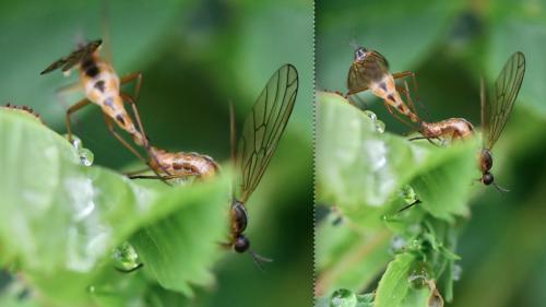 Réf. 281 160 : Empis trigramma
